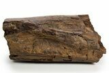 Fossil Hadrosaur (Edmontosaurus) Femur Section - Wyoming #330982-1